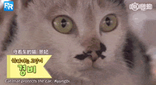 流浪猫为保护宝宝钻在车底，不敢离开小猫，长期憋尿导致身体异常