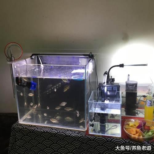 小型魚缸上濾無法更改，可以加一個簡單的背濾人人都會做！