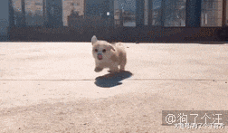 出去耍忘记给狗子喂饭了，然后回来这个样子