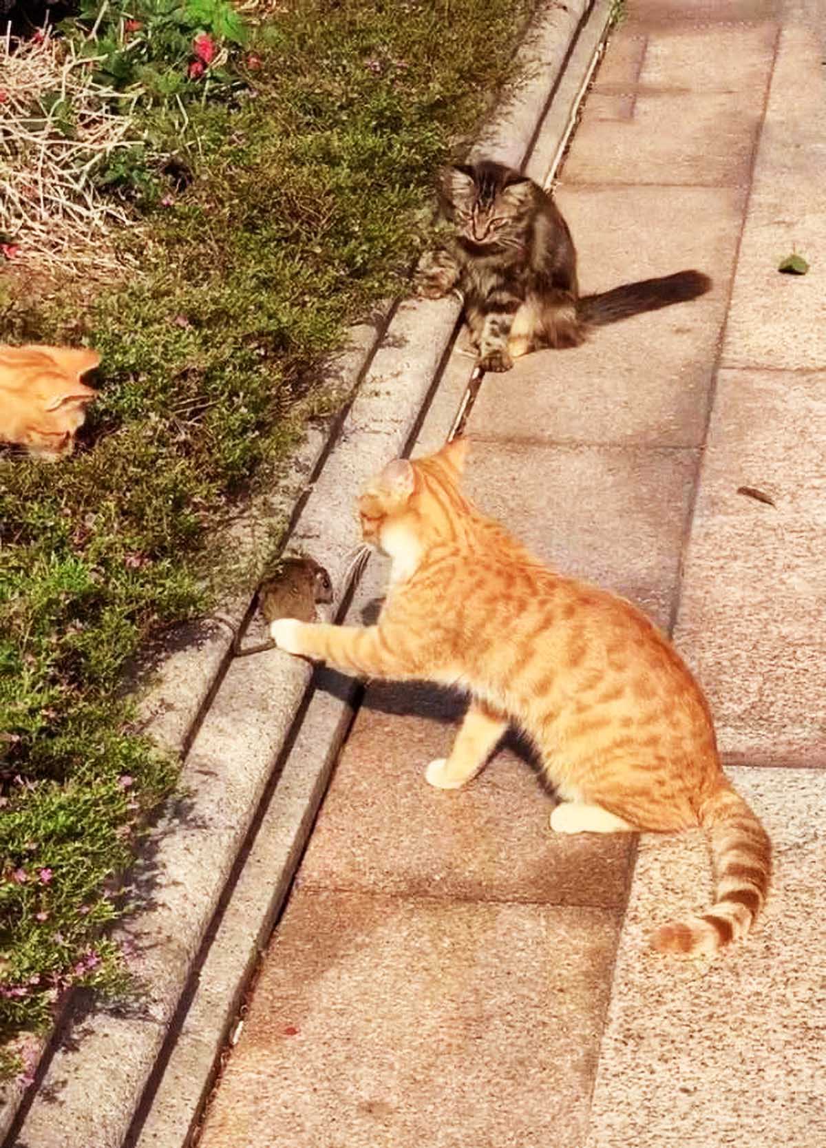 网友散步时，发现路边围着4只猫，当走近看清时，瞬间笑出猪叫声