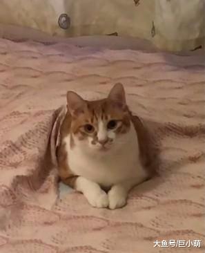 床单出现莫名鼓胀，下一秒猫主子破布而出，在洞内悠然舔毛