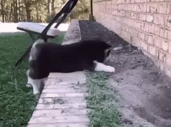 小二哈腿太短爬不上台阶, 拒绝同伴帮忙后, 做出这举动