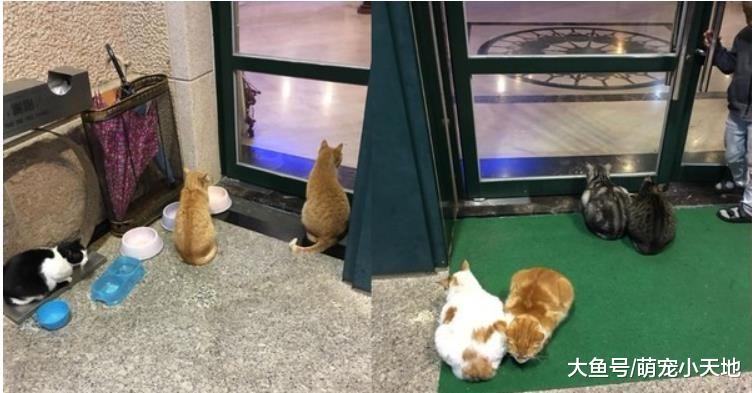 4岁萌弟揪橘猫合影，下秒抱着埋头狂吸，它吓到起身：救驾啊