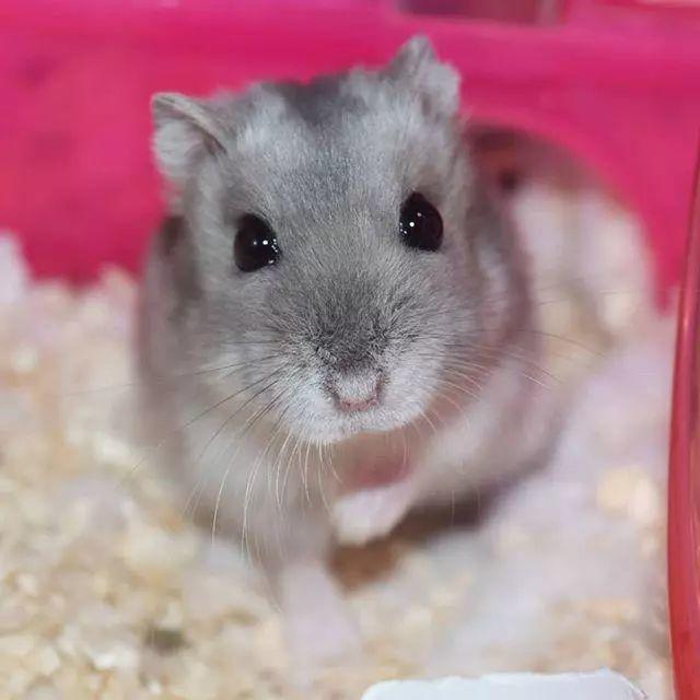 仓鼠也有自私面，为了领地和心爱的“姑娘”，鼠鼠也会变脸