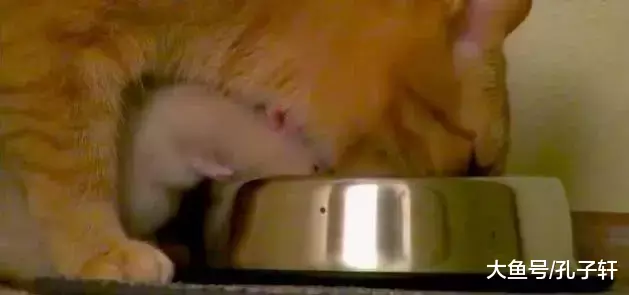 老鼠爱上猫咪，干啥都要黏着，橘猫：别以为我减肥就不敢吃你！