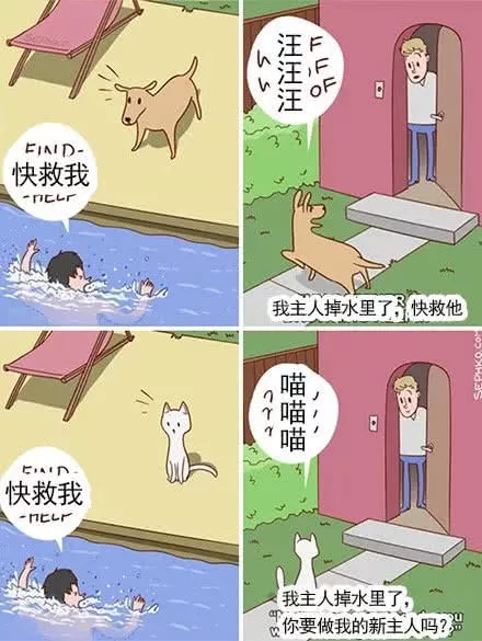外国小哥实力演绎养狗和养猫的区别，太形象生动了