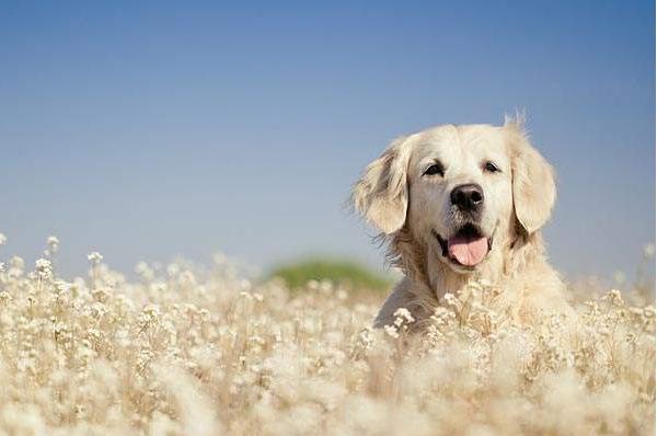 你是真心爱狗吗？这些问题各位有没有去正视过，不要盲目的去爱它
