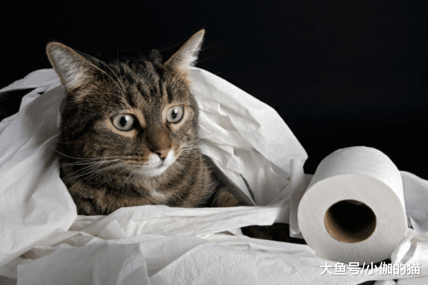 猫很容易爱上玩纸，铲屎官得小心猫患病，纠正猫咪恶习只需学2招