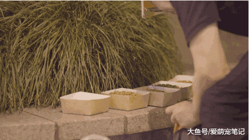 62岁的老爷爷骑哈雷喂流浪猫，十年来风雨无阻，前后喂养300余只