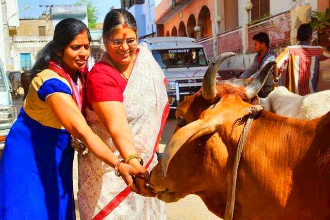 世界上最猖獗的动物，早已泛滥成灾，当地人却不敢杀不敢吃