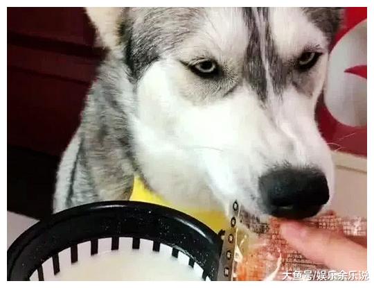 二哈不愿意喝牛奶，男子无奈把辣条拿了出来，再一看气的手发抖