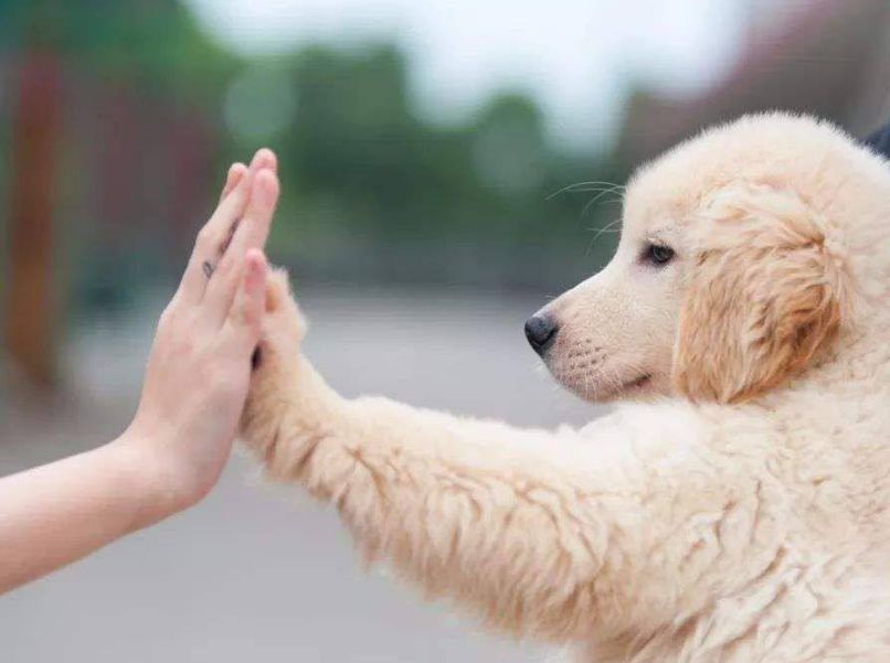 忠心程度差的几种狗，对外人比主人还亲，狗贩子的目标！
