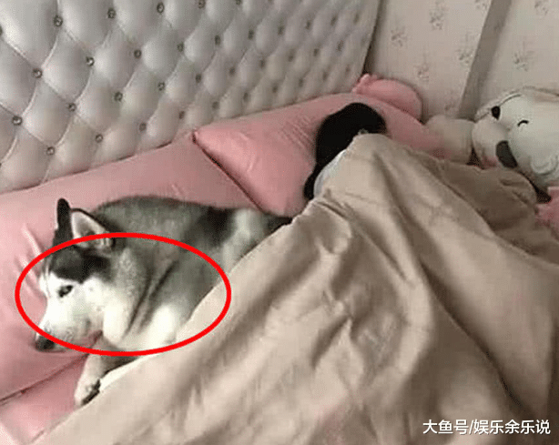 让二哈叫女儿吃早餐，半小时后还没动静，开门一看，无法淡定了