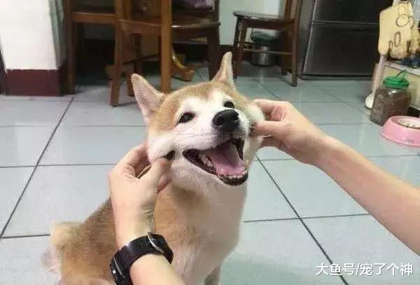 狗狗最终会忘记主人！四招教你如何预防狗狗得老年痴呆