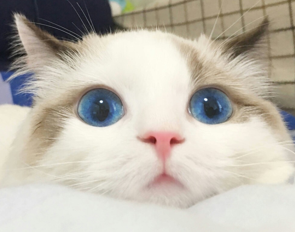 国民老公王思聪重金购猫，这种猫到底有什么魅力