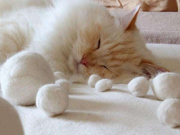 猫：铲屎的，你不能因为我掉毛就剃光光，自卑了自卑了