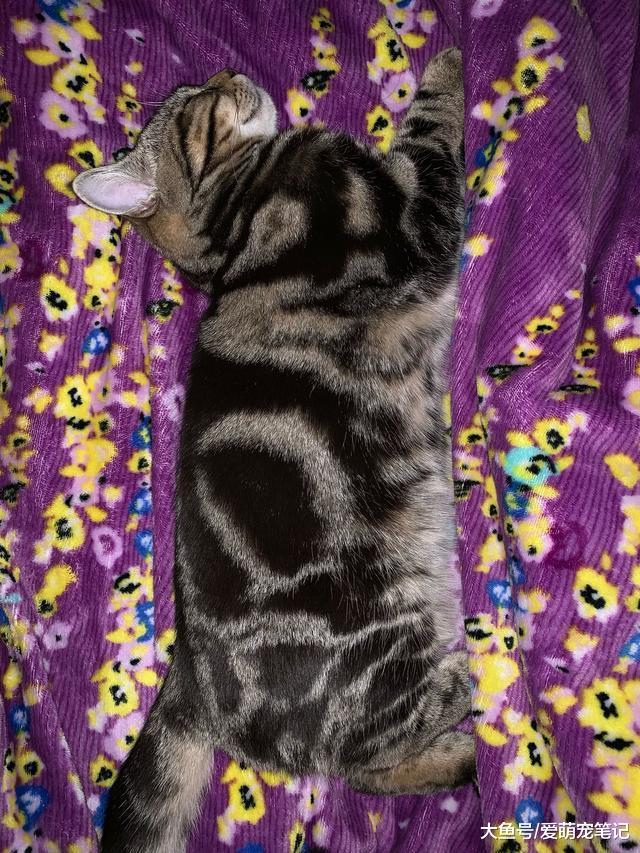 陪伴两年的美短猫不幸去世, 当女孩得知原因后情绪一下子就失控了