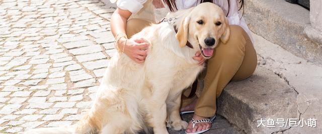 为什么狗狗喜欢靠着主人身上？这不仅是依赖主人，也有可能是挑战