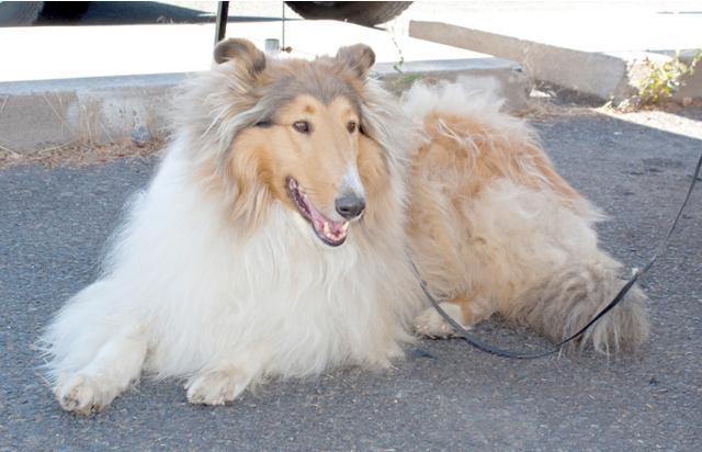 全球最忠心的10大宠物狗排名，且养且珍惜！