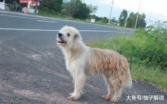 狗狗走丢了，原地等待主人四年，再次相见时，它却不跟主人走了！