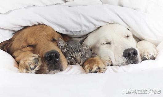 两只狗和一只猫咪的生活日常，猫都快被狗给宠坏了