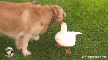金毛跟白鸭“相爱相杀”，连洗澡都要一起，狗子喜欢吃鸭脖呢？