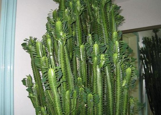 这4种植物最适合上班一族，放它半个月不浇水，反而越长越茂密