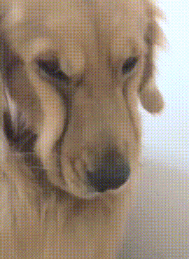 千万别在狗狗面前说它胖或者说它丑，后果是你无法承受的