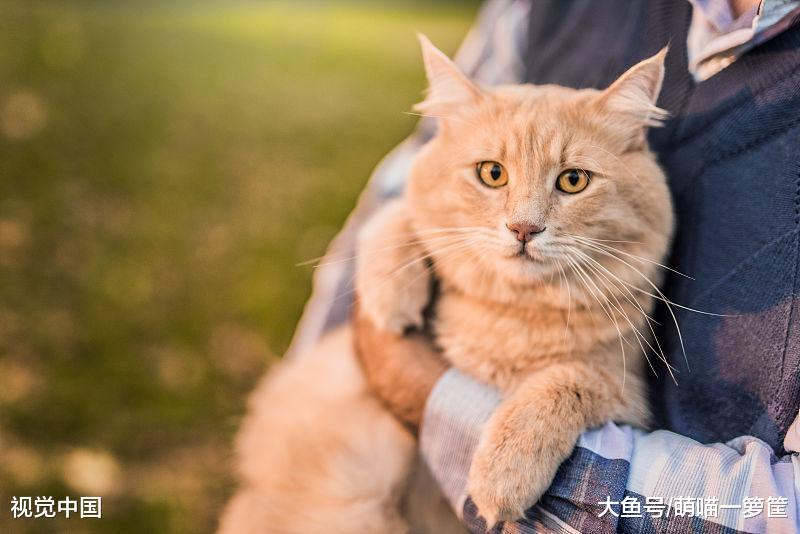 猫咪的一岁相当于人类的七岁？其实没有那么简单