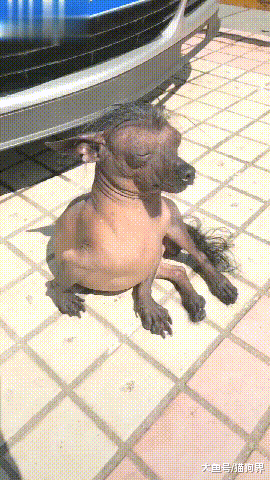 狗子曬太陽發型卻活了，網友：這發型好像我高中的同學張二狗啊！