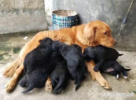 金毛生了一窝黑狗崽，主人看了满脸崩溃：千防万防，隔壁藏獒难防