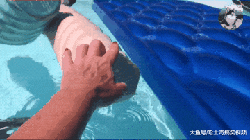 狗狗去学游泳，结果主人却被逗笑了，主人：这里不是澡堂啊