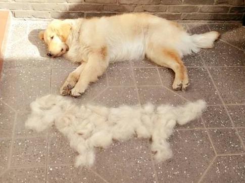 好消息：狗狗掉毛有救了，宠主做好5点，能改善狗狗掉毛！