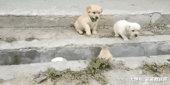 完犊子！一堆小奶狗排队过“鸿沟”，结果全部“阵亡”，画面萌出鼻血