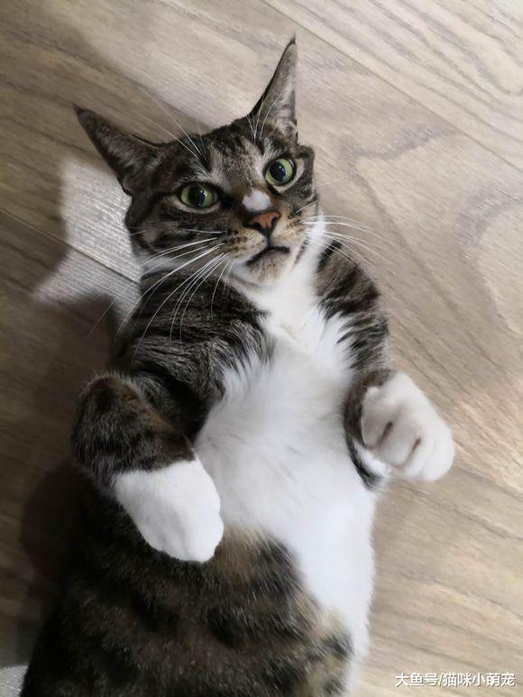 男子破墙营救困在井里的流浪猫, 救上来之后慌了!