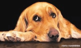 3种情况的狗狗可能已经患有狂犬病，希望你家狗狗一个都没有！