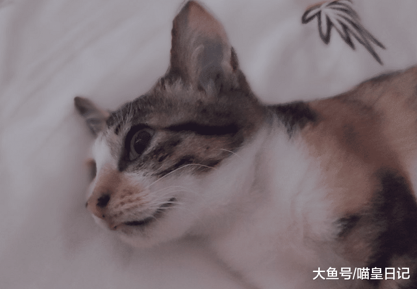 养猫的人才体会到的7个温暖瞬间：冬天暖脚夏天陪寝，还能治失眠