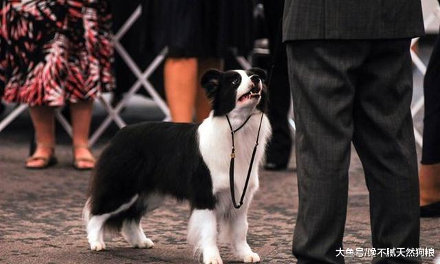 怪不得边牧价格不高，却很少人养，看了第一点就明白了
