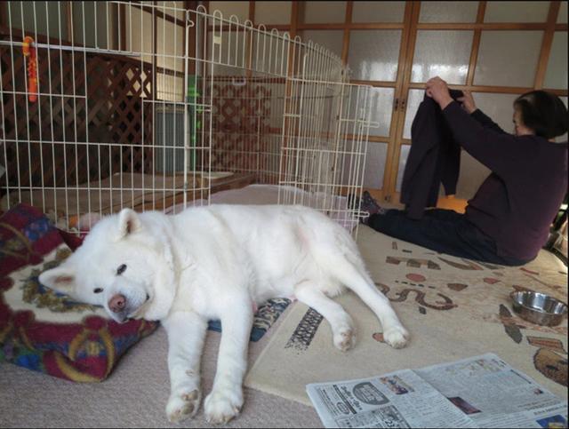 日本短片大赏冠军, 一个日本婆婆和秋田犬的故事, 在天堂续写