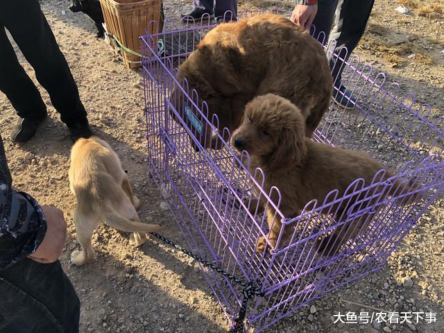 金毛900元一只, 买主当即翻脸称“这毛是黑的, 最多600! ”