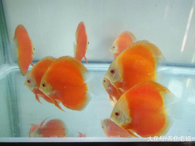 燕鱼、七彩等很多观赏鱼, 投喂冰冻鱼食会得肠炎吗?