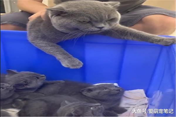 猫爸第一次见到它的7个儿子们，挣扎着想要逃走，喵：这不是真的