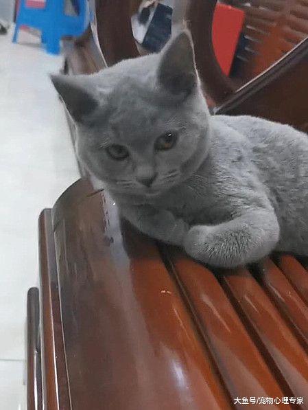 雨天捡到一只小奶猫，女子好心带回家，养了半年发现有惊喜