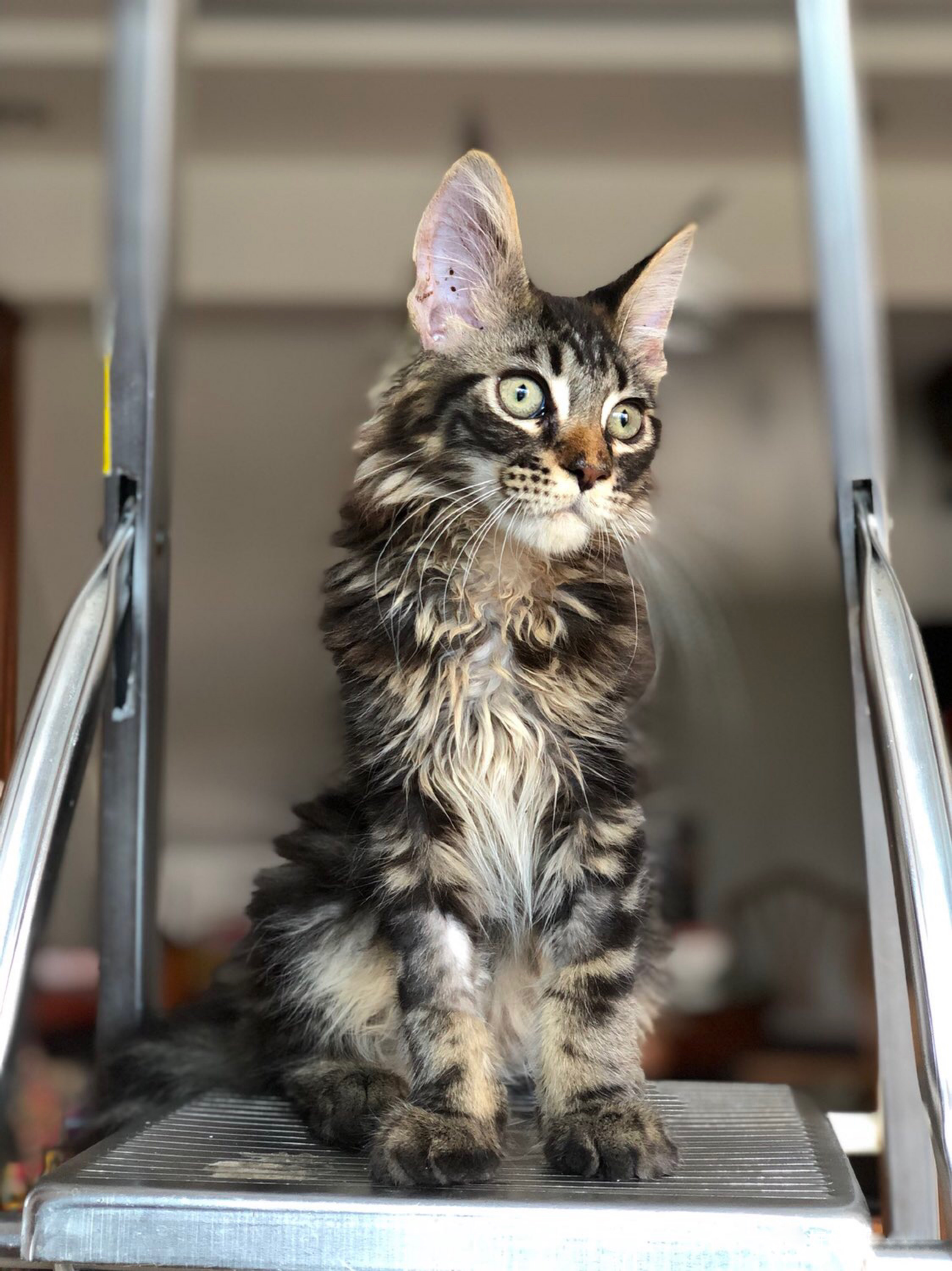 小奶猫到底可以萌到什么样？每一只都让你流口水，你值得拥有……