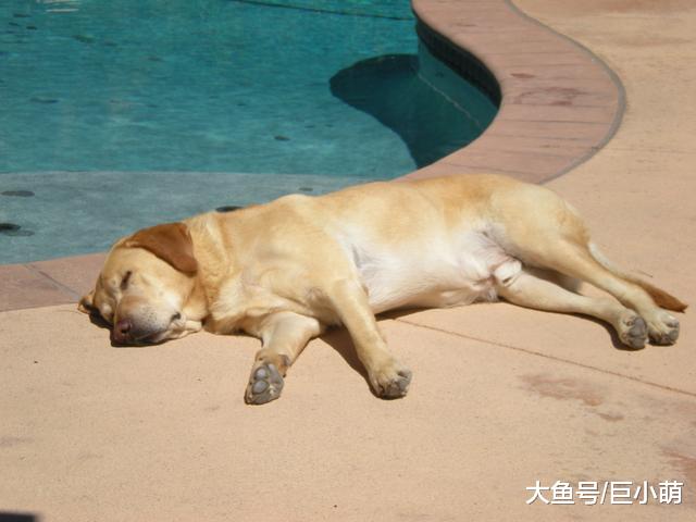 夏日太阳毒，狗狗也会晒伤！预防狗晒伤的3大招