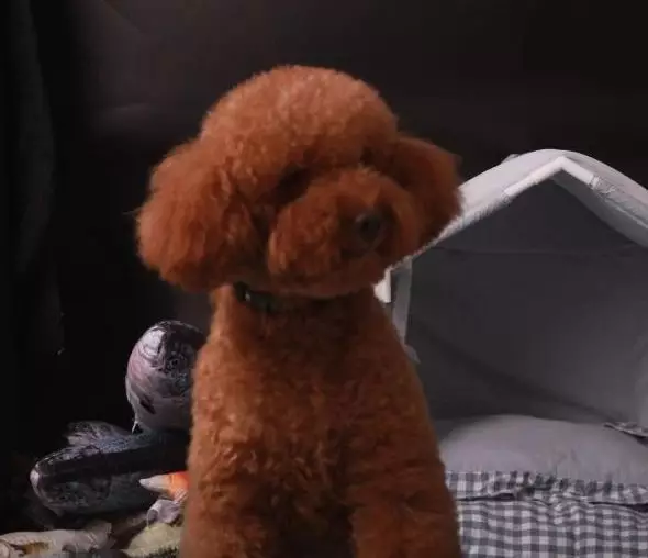 千元寻狗 汕头市澄海区冠山大德路附近丢失泰迪犬一只