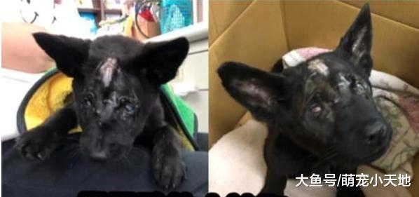 啃辣椒果腹, 失明浪浪被车撞凹头骨, 被救后安静甜睡人类怀抱