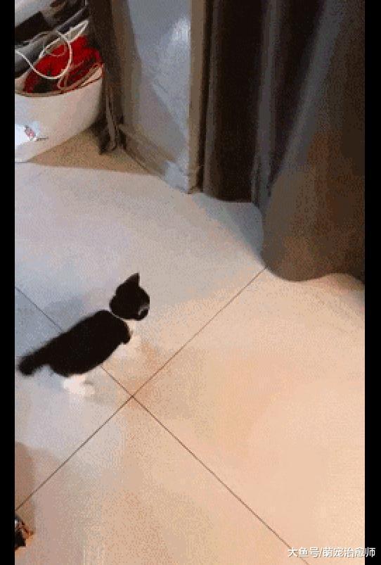 小貓咪想找貓爸貓媽玩，結果它們迅速躲了起來：熊孩子來啦快跑！