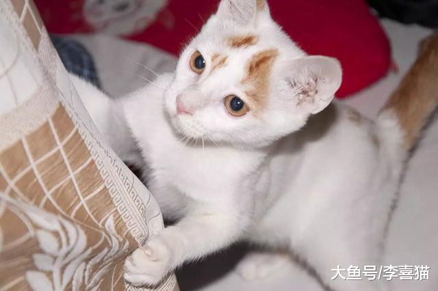 铲屎官路遇流浪小猫后欲收养，幸运学会三点方法后顺利将猫拐回家