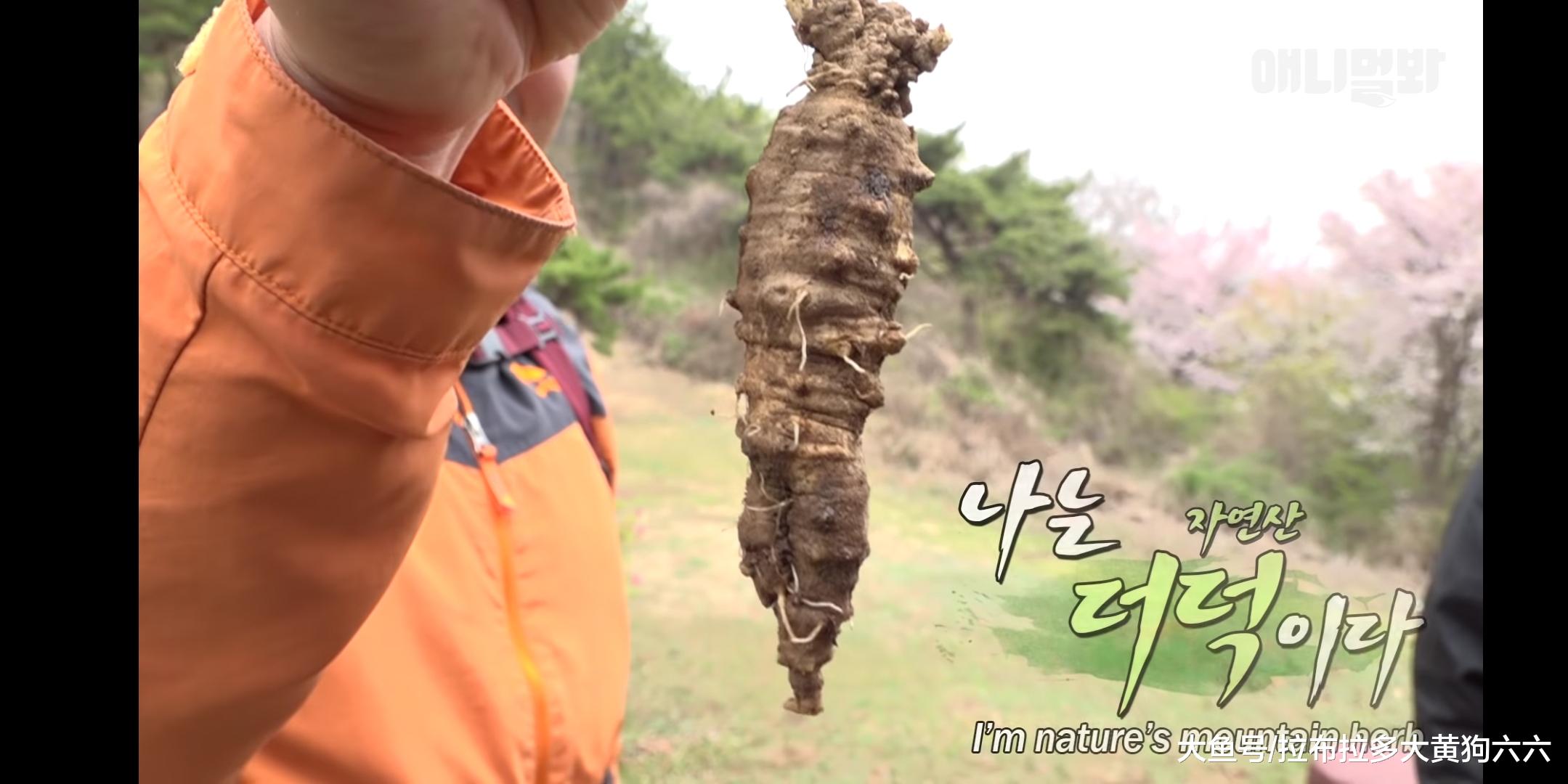 本以为碰上猛兽，结果是专业登山导游拉布拉多，一只包下山头的狗